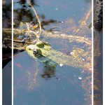 Frog-McCallum08026-2x3
